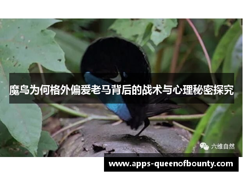 魔鸟为何格外偏爱老马背后的战术与心理秘密探究